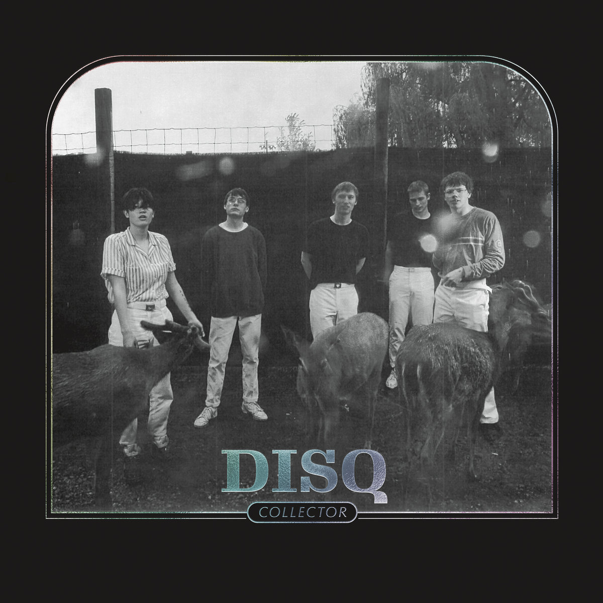 Disq &bull; <i>Collector</i>